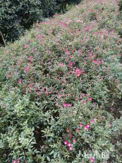 高度60厘米月季