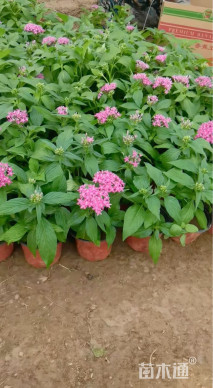 高度20厘米五星花