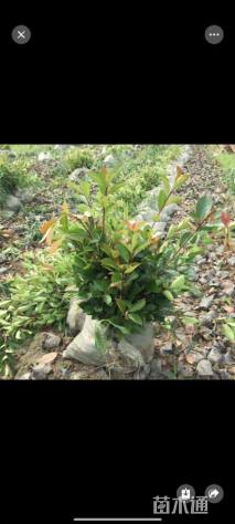 高度30厘米红叶石楠小苗