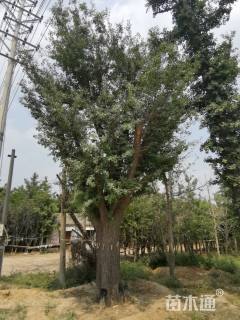 70公分银杏