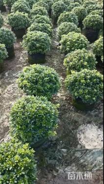 高度35厘米矮婆鹃