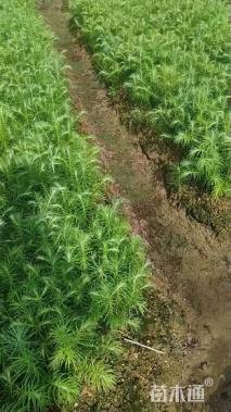 高度20厘米杉木小苗