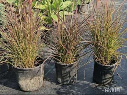 高度40厘米火焰狼尾草