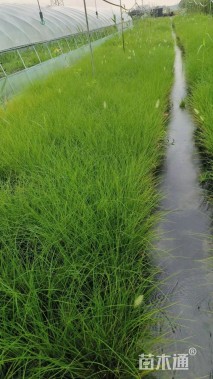 高度60厘米小兔子狼尾草