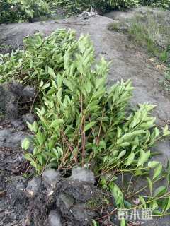 高度150厘米法国冬青