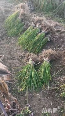 高度20厘米紫娇花