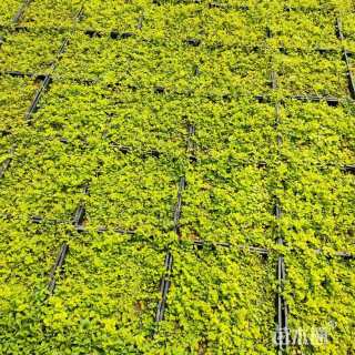 高度10厘米过路黄