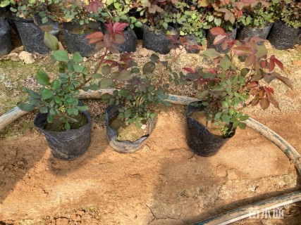 高度40厘米月季