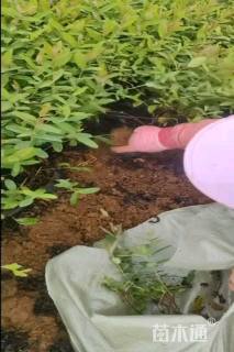 高度30厘米金丝桃小苗