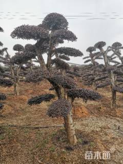10公分造型红花继木桩