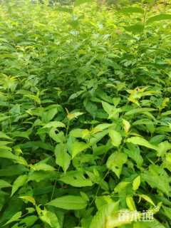 1公分福建山樱花