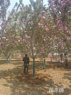 16公分日本晚樱