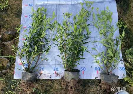 高度40厘米中叶栀子