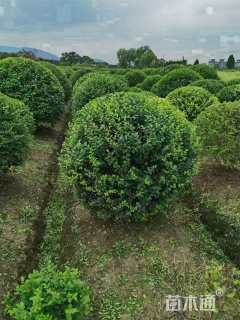 冠幅180厘米小叶女贞球