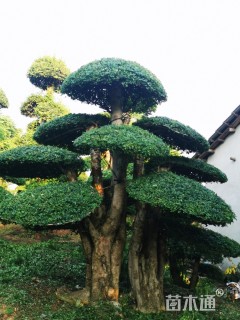 10公分对节白蜡