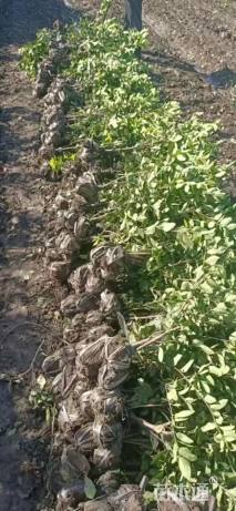 高度30厘米金森女贞