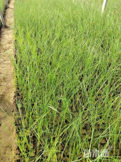 高度30厘米拂子茅