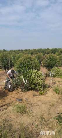 冠幅150厘米红叶石楠球