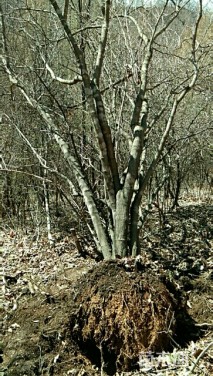 高度700厘米丛生茶条槭