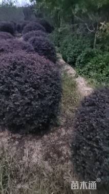 冠幅200厘米红花继木球