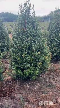 高度120厘米茶梅