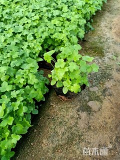 高度10厘米飞燕草