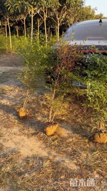 高度100厘米南天竹