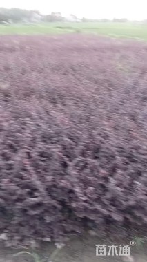 高度40厘米红花继木小苗