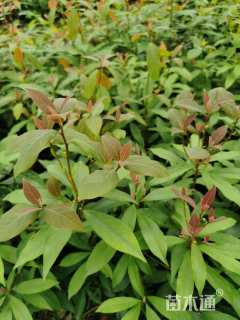 高度32厘米老鹰茶