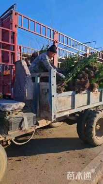 高度150厘米北海道黄杨