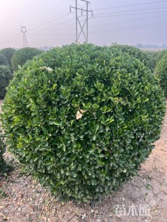 冠幅160厘米大叶黄杨球