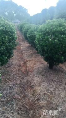 冠幅150厘米罗汉松球