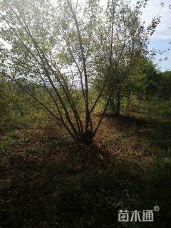 高度450厘米丛生元宝枫