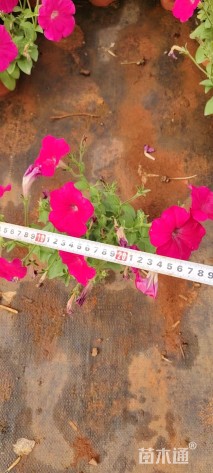 高度35厘米矮牵牛