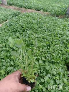 高度10厘米地被菊