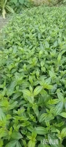 高度20厘米巴西野牡丹