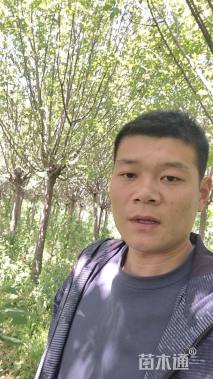 15公分绚丽海棠