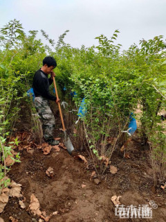 高度150厘米金银木