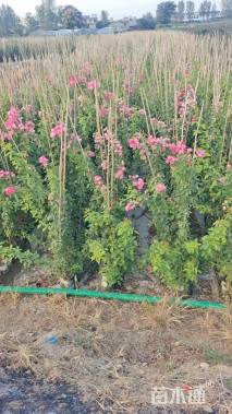 100厘米藤本月季