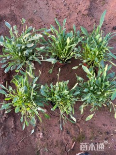 高度20厘米大花金鸡菊