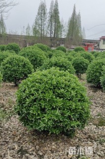 冠幅120厘米大叶黄杨球