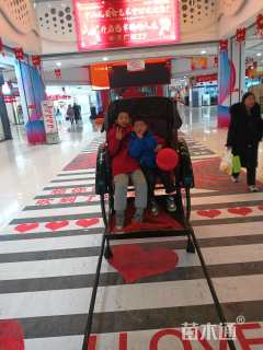 高度10厘米金鸡菊