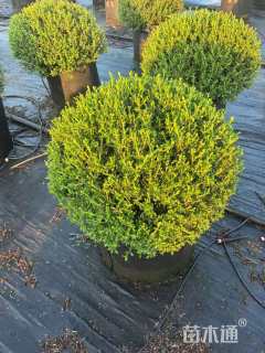 高度60厘米金边六月雪