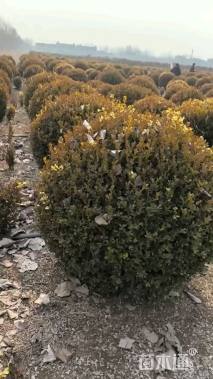 冠幅151厘米小叶黄杨球