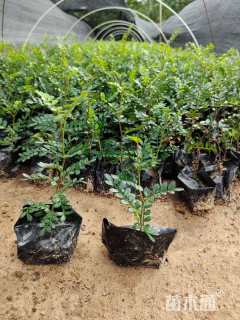 高度15厘米胡椒木