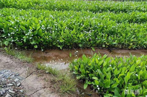 高度30厘米泽泻