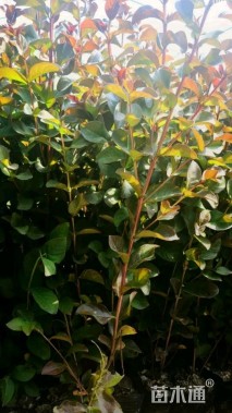 高度50厘米天鹅绒紫薇