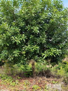 10公分高杆杨梅