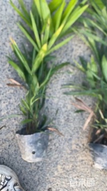 裸干高65厘米棕竹