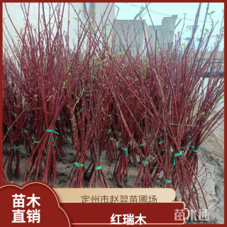高度120厘米红瑞木